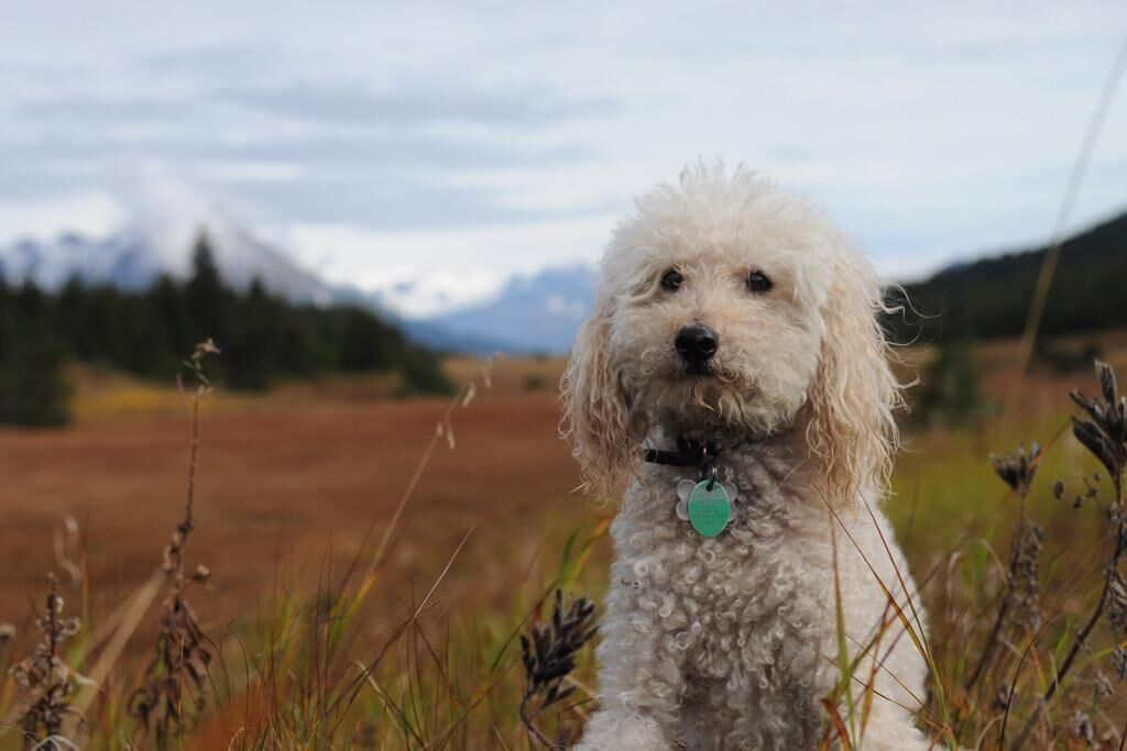 #4. Poodle